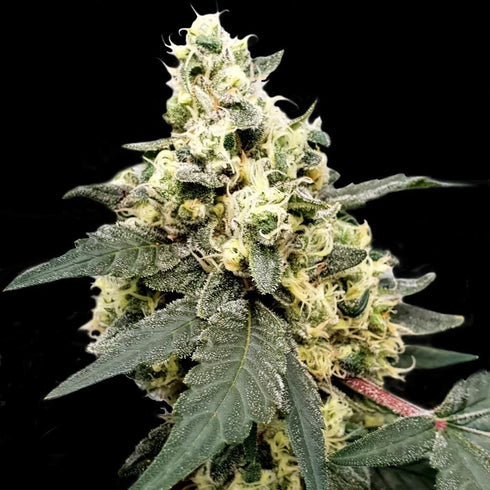 Paradise Seeds - Lemonade Auto